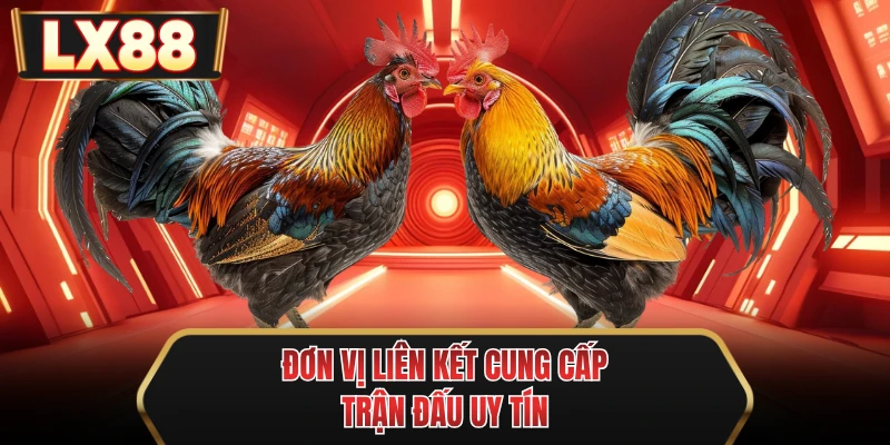 don vi lien ket cung cap tran dau uy tin don vi lien ket cung cap tran dau uy tin